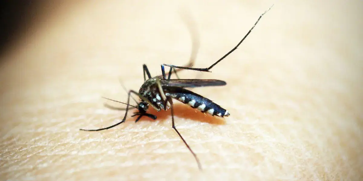 alerta-dengue-tipo-3-nas-americaswebp