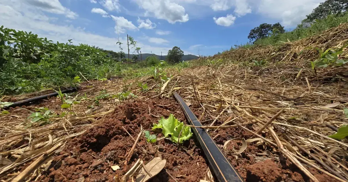 qualidade-do-solo-plantas-de-cobertura